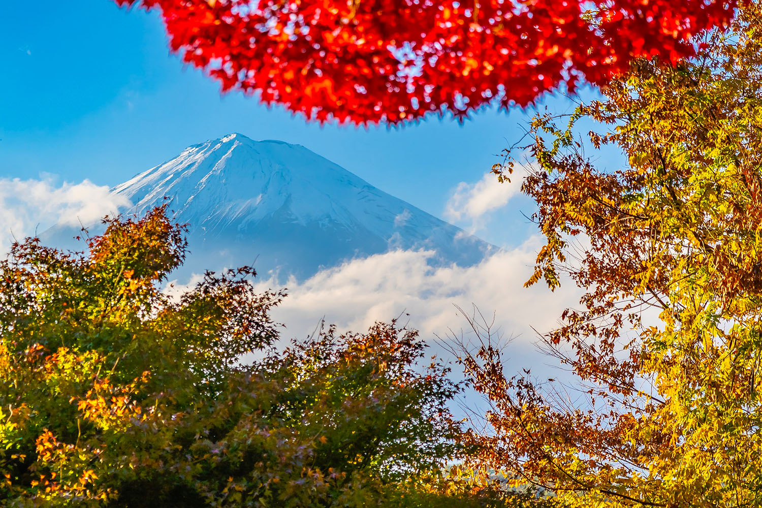 nhat-ban-mua-thu-tokyo-yamanashi-kamakura-291125